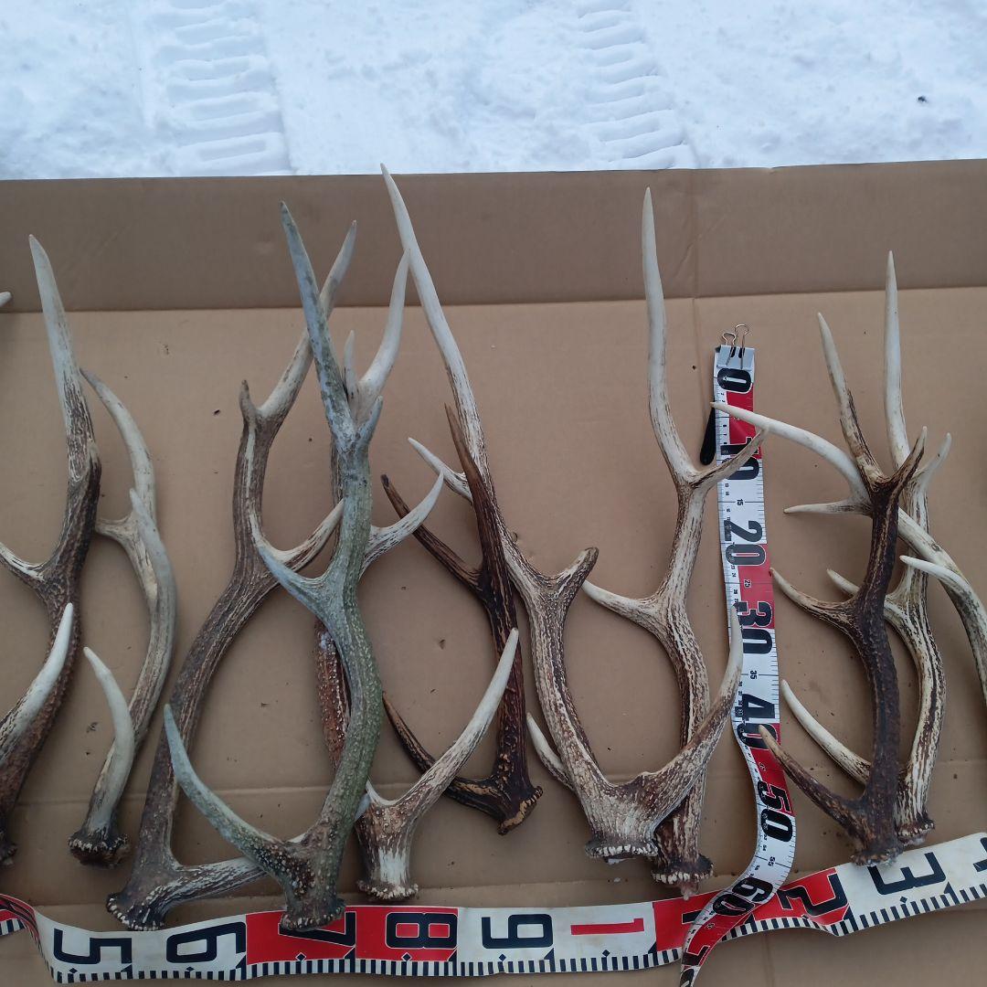ク*ト様 鹿の角 大型　犬のおもちゃ、工芸品などにどうぞ　26番