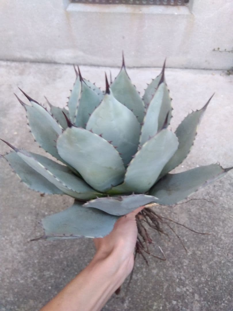 アガベ　吉祥天　30センチ❗　え