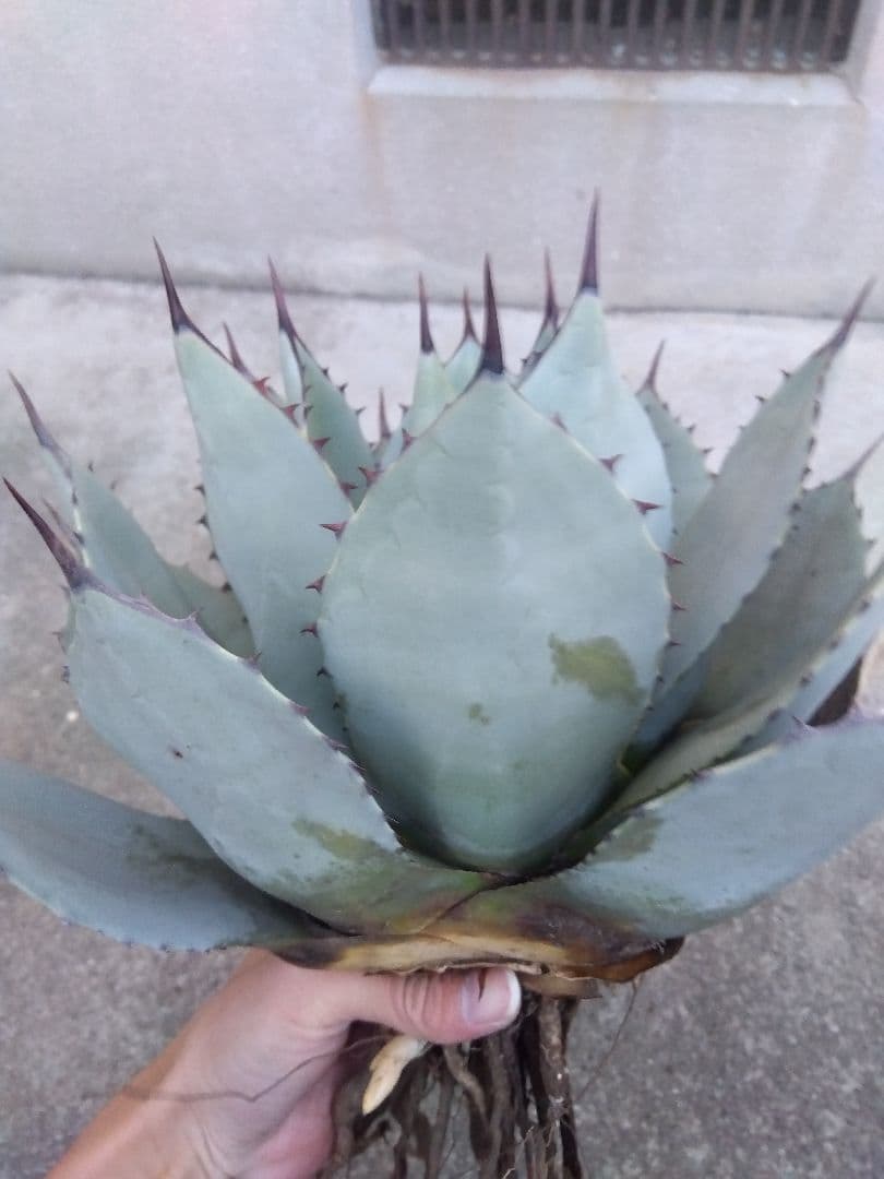 アガベ　吉祥天　30センチ❗　え