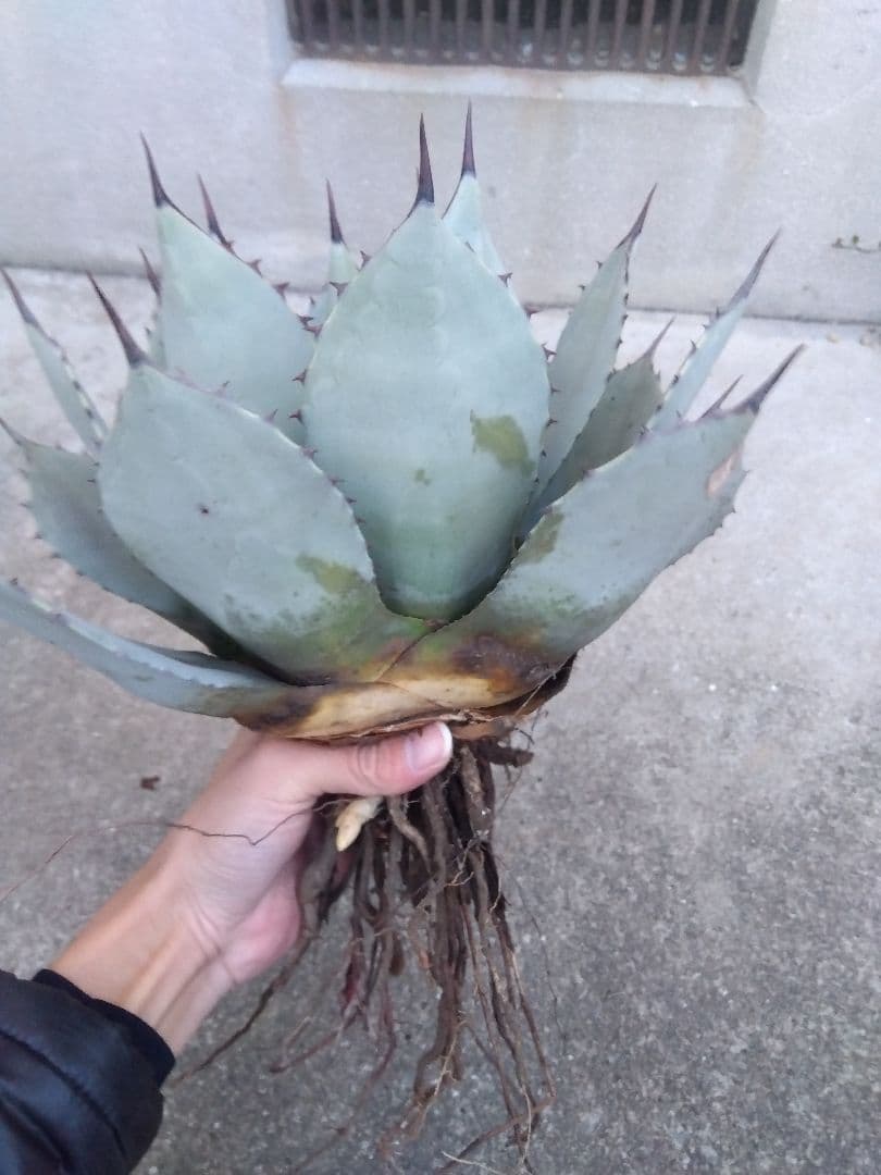 アガベ　吉祥天　30センチ❗　え