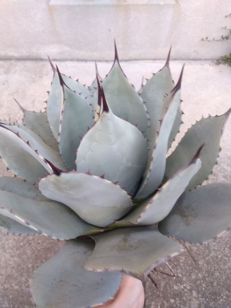 アガベ　吉祥天　30センチ❗　え