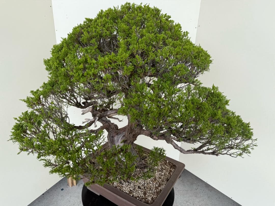 ⭕️★真柏！特価！早い物勝！送料無料、太幹・◎捻転・シャリ・ジン、シンパク