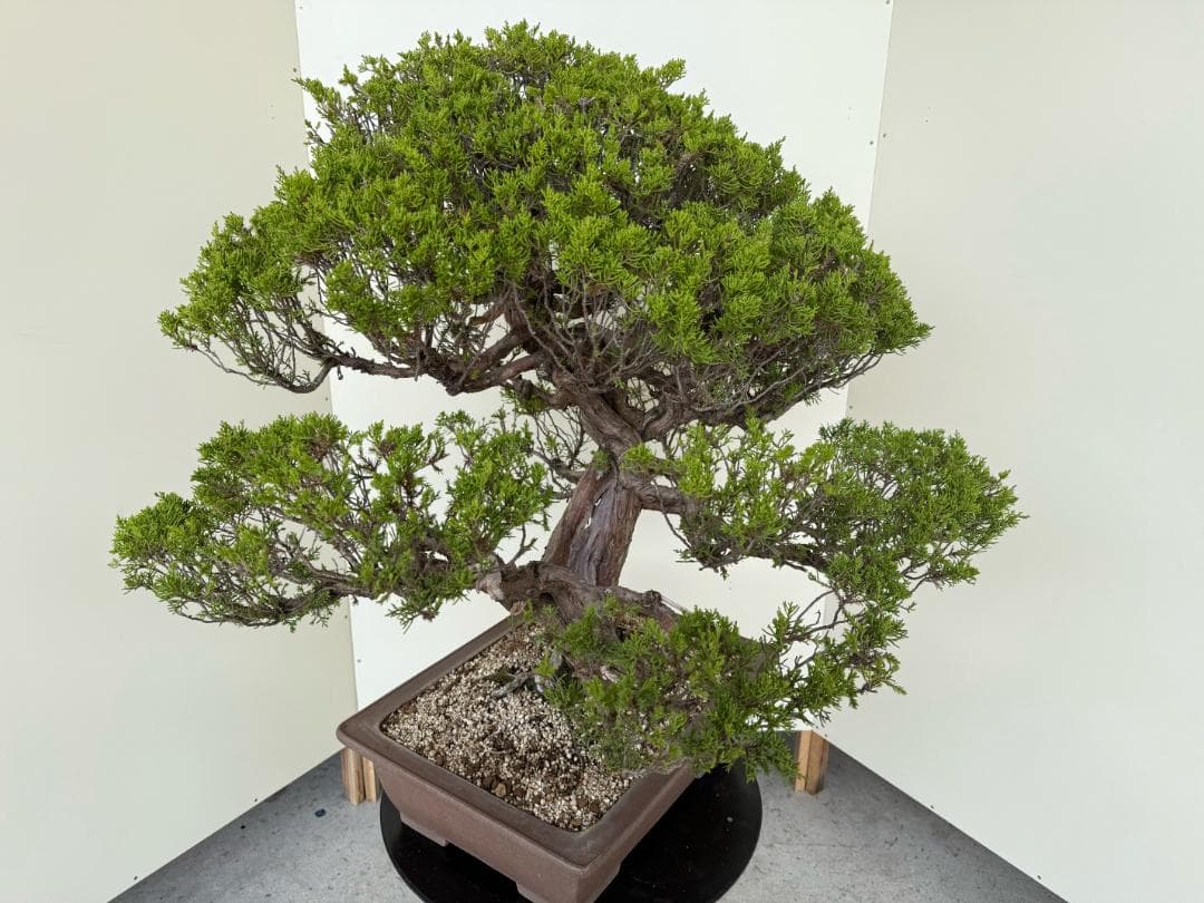 ⭕️★真柏！特価！早い物勝！送料無料、太幹・◎捻転・シャリ・ジン、シンパク