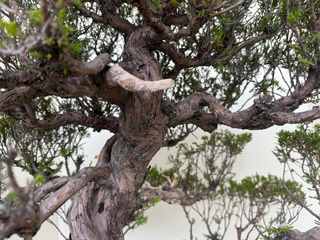 ⭕️★真柏！特価！早い物勝！送料無料、太幹・◎捻転・シャリ・ジン、シンパク