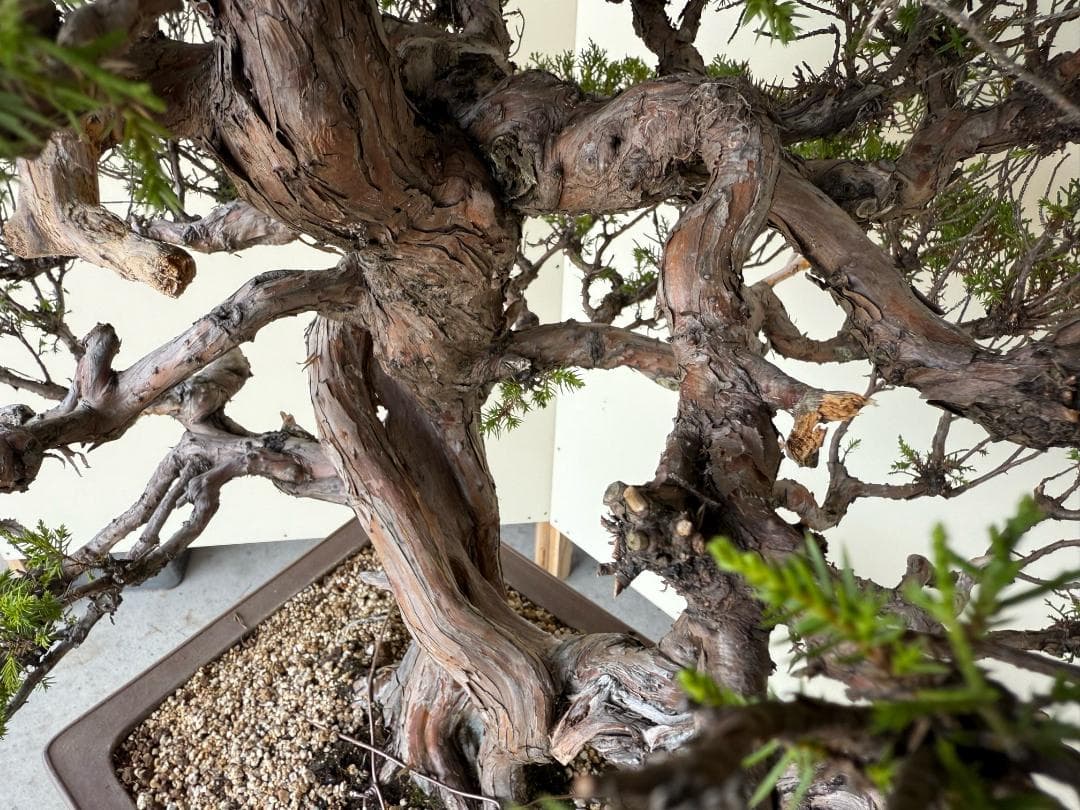 ⭕️★真柏！特価！早い物勝！送料無料、太幹・◎捻転・シャリ・ジン、シンパク