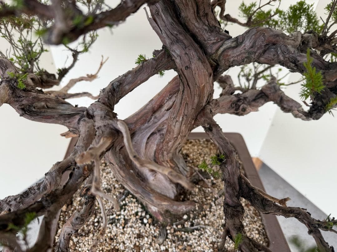 ⭕️★真柏！特価！早い物勝！送料無料、太幹・◎捻転・シャリ・ジン、シンパク