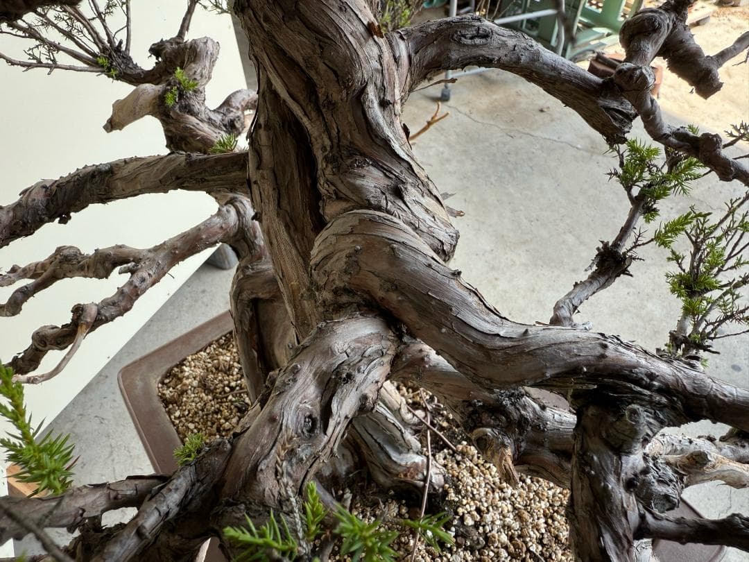 ⭕️★真柏！特価！早い物勝！送料無料、太幹・◎捻転・シャリ・ジン、シンパク