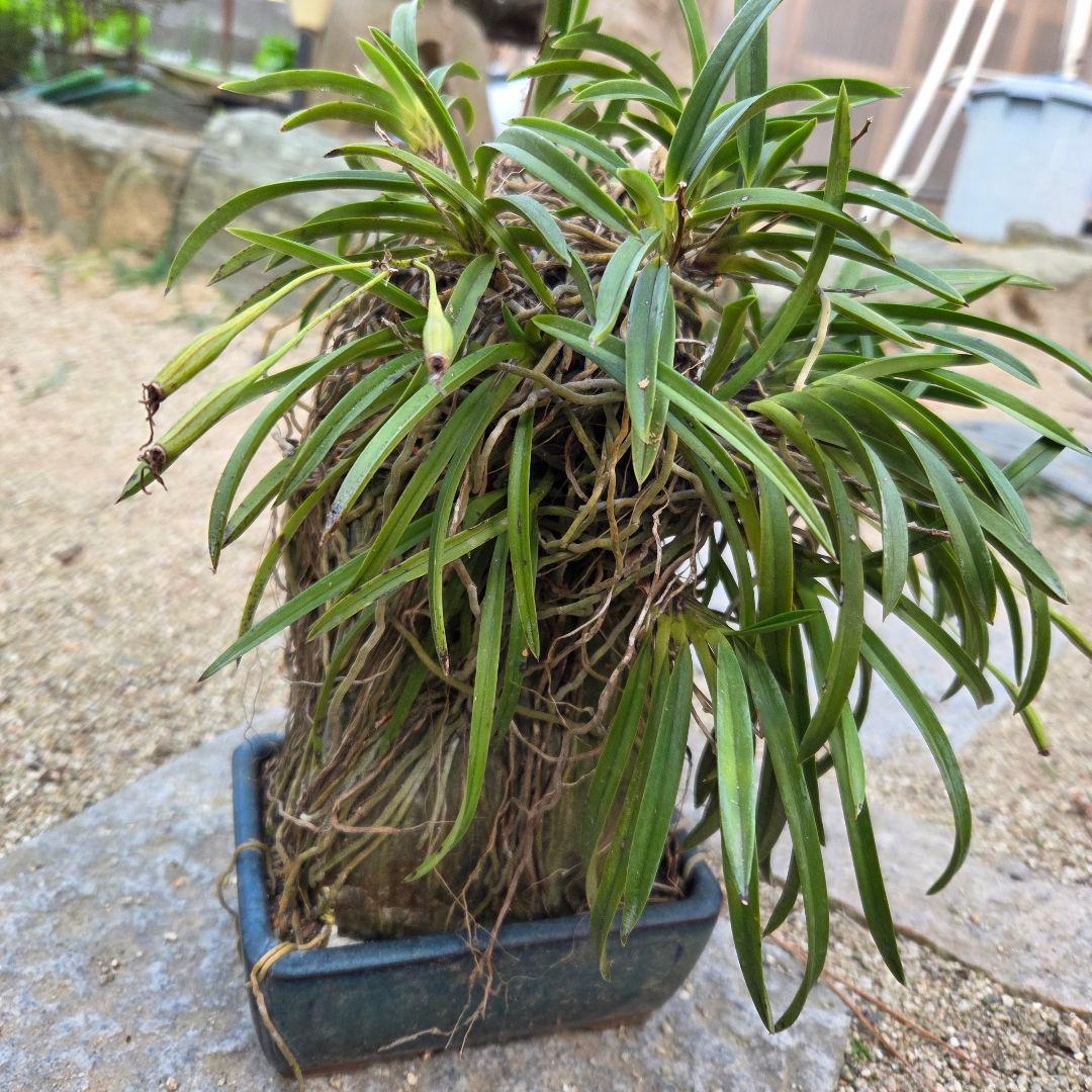 期間限定値下げ！風蘭　富貴蘭　岩付き　観葉植物　鉢付　徳島から発送