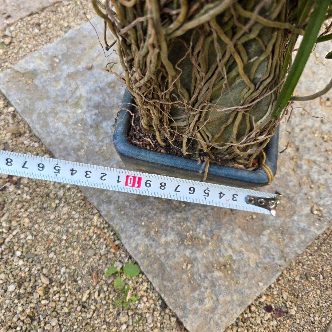 期間限定値下げ！風蘭　富貴蘭　岩付き　観葉植物　鉢付　徳島から発送