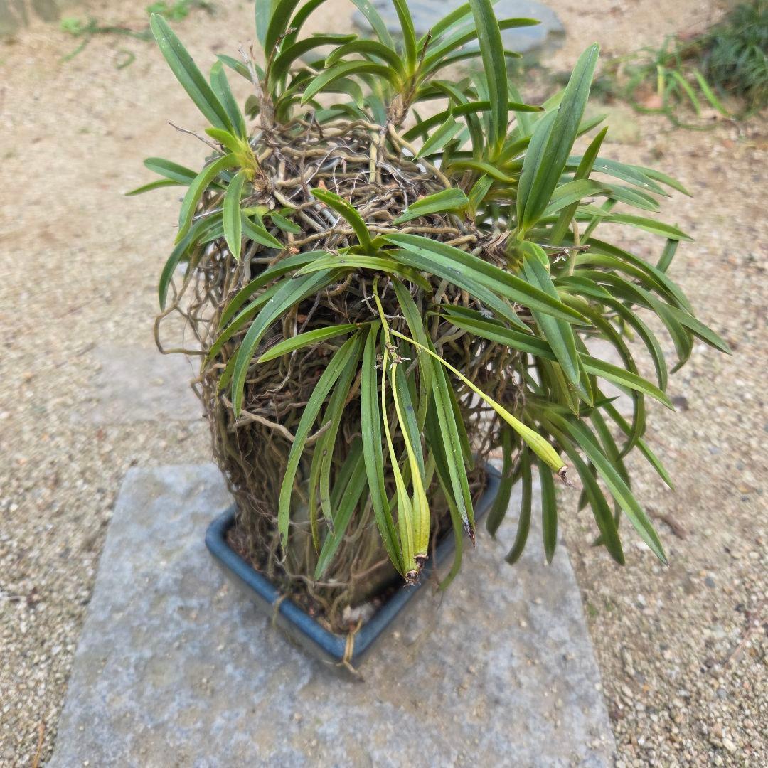 期間限定値下げ！風蘭　富貴蘭　岩付き　観葉植物　鉢付　徳島から発送