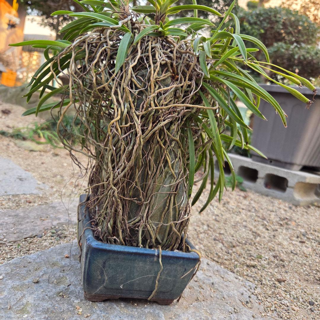 期間限定値下げ！風蘭　富貴蘭　岩付き　観葉植物　鉢付　徳島から発送
