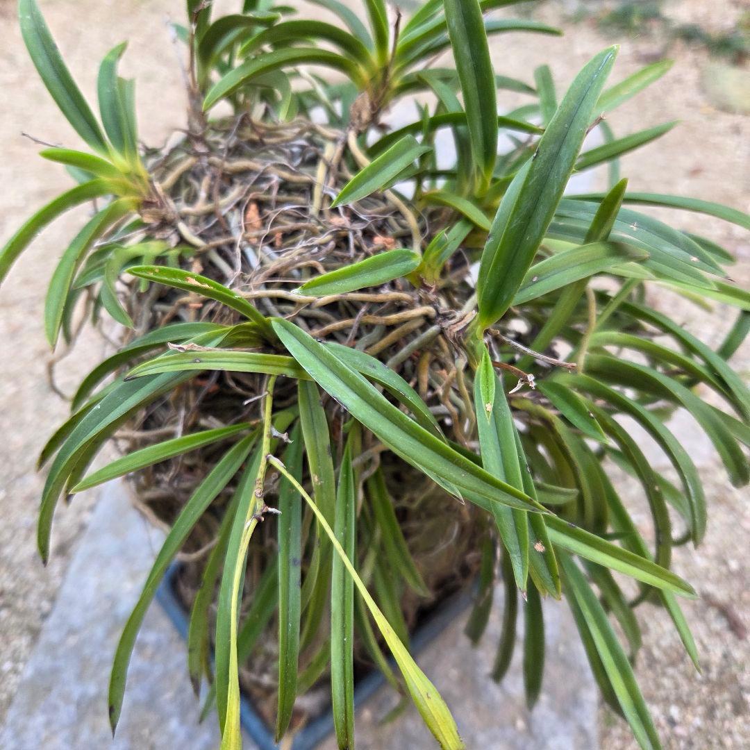 期間限定値下げ！風蘭　富貴蘭　岩付き　観葉植物　鉢付　徳島から発送