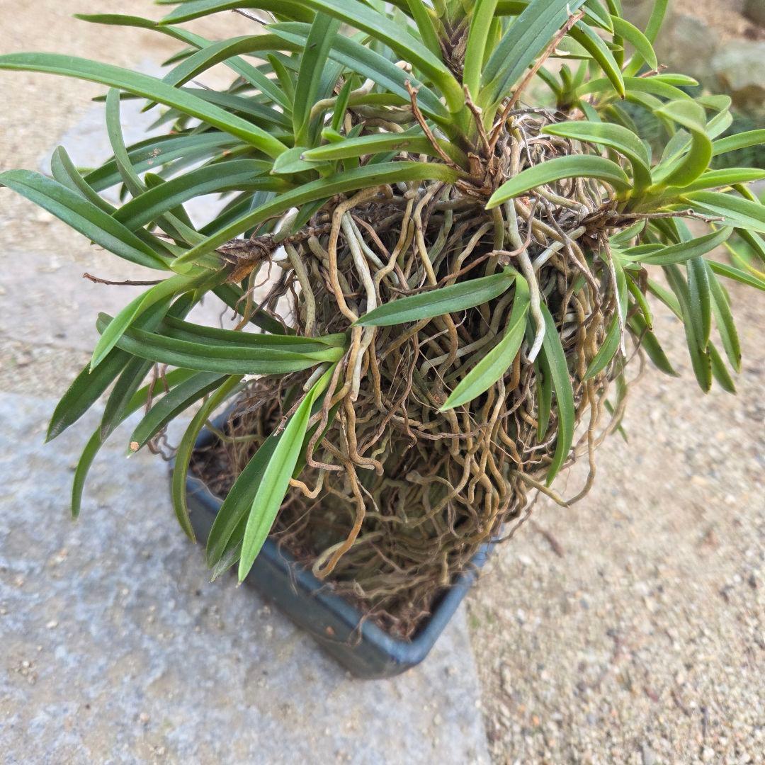 期間限定値下げ！風蘭　富貴蘭　岩付き　観葉植物　鉢付　徳島から発送