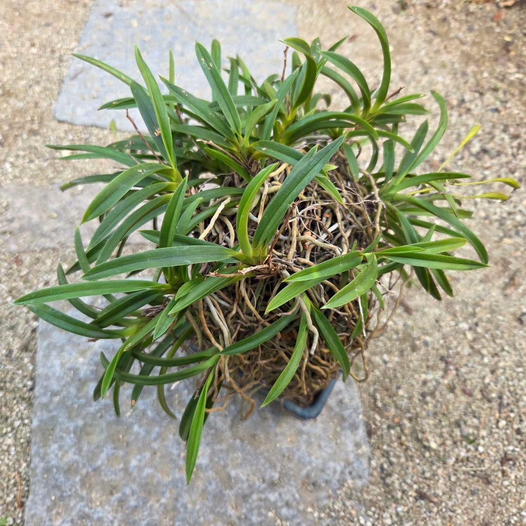 期間限定値下げ！風蘭　富貴蘭　岩付き　観葉植物　鉢付　徳島から発送