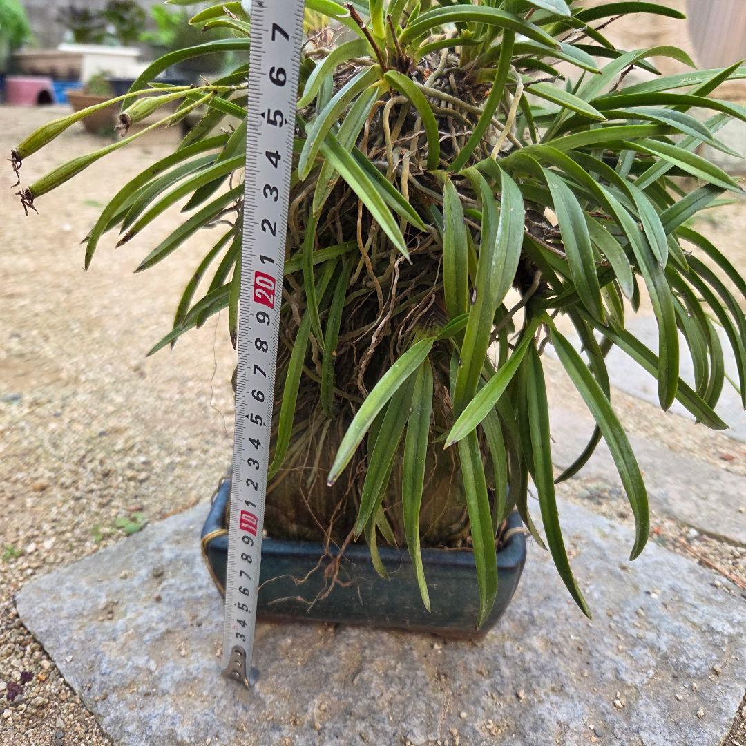 期間限定値下げ！風蘭　富貴蘭　岩付き　観葉植物　鉢付　徳島から発送