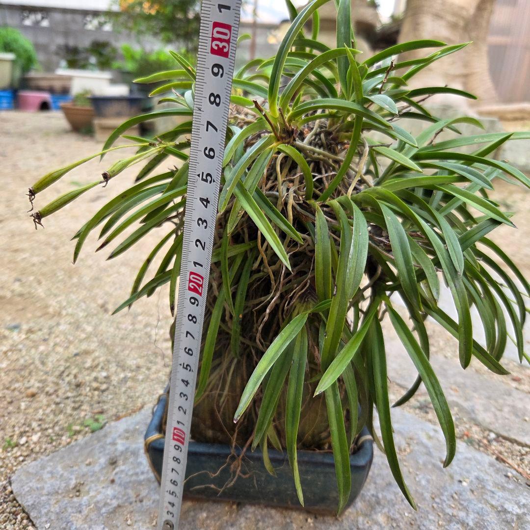 期間限定値下げ！風蘭　富貴蘭　岩付き　観葉植物　鉢付　徳島から発送