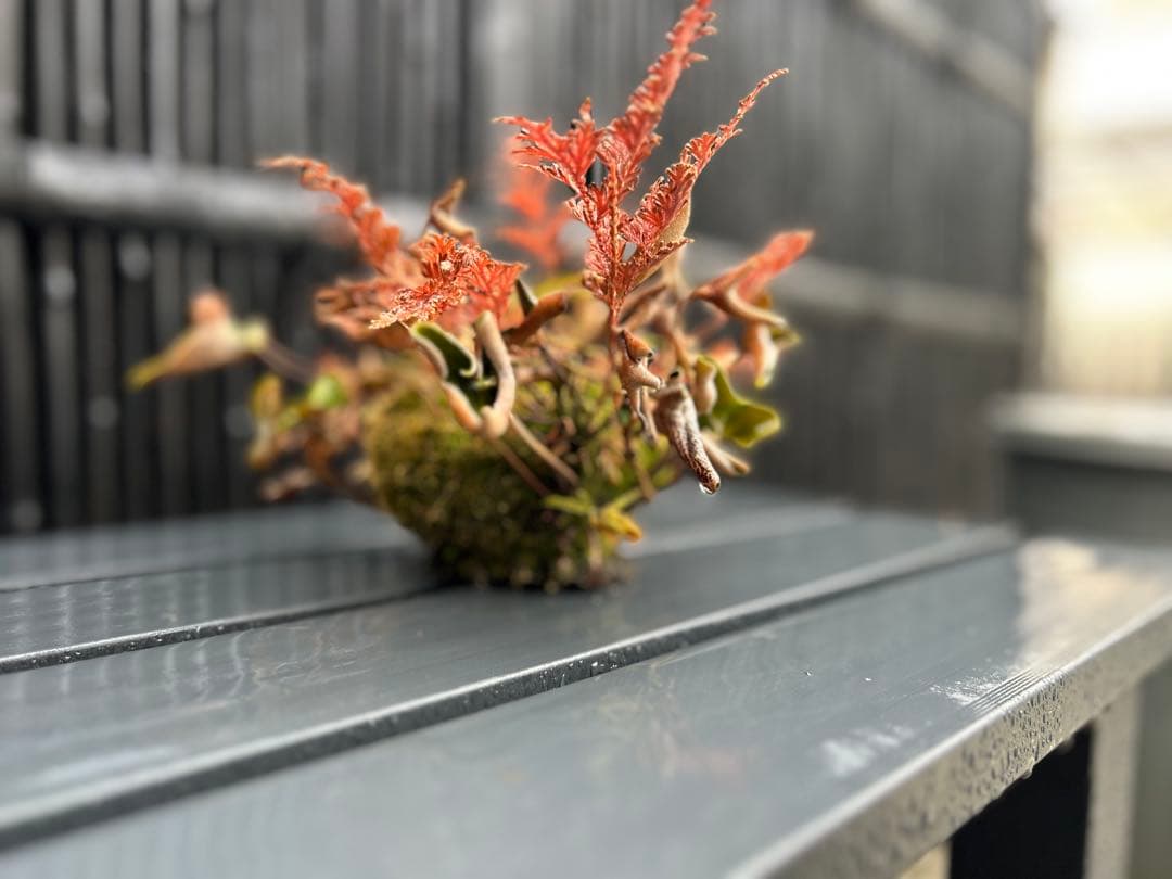 ヒトツバと黄金シダの根洗　苔玉 シダ　山野草
