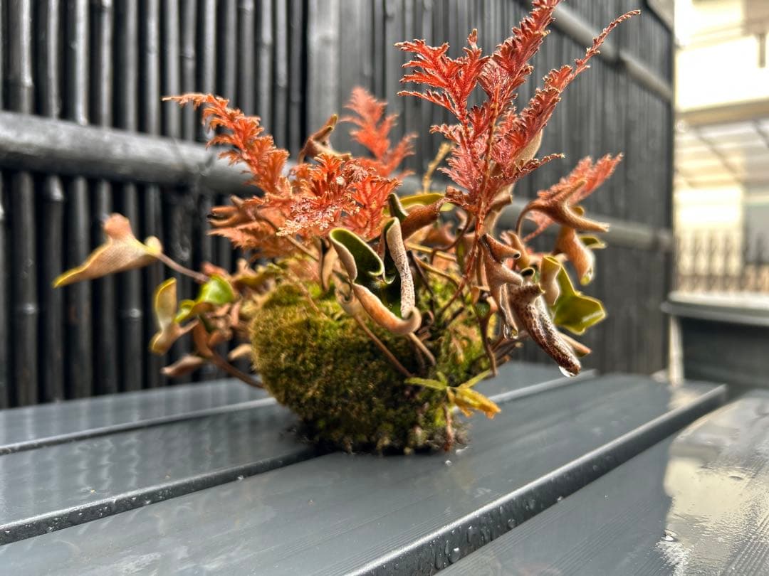 ヒトツバと黄金シダの根洗　苔玉 シダ　山野草
