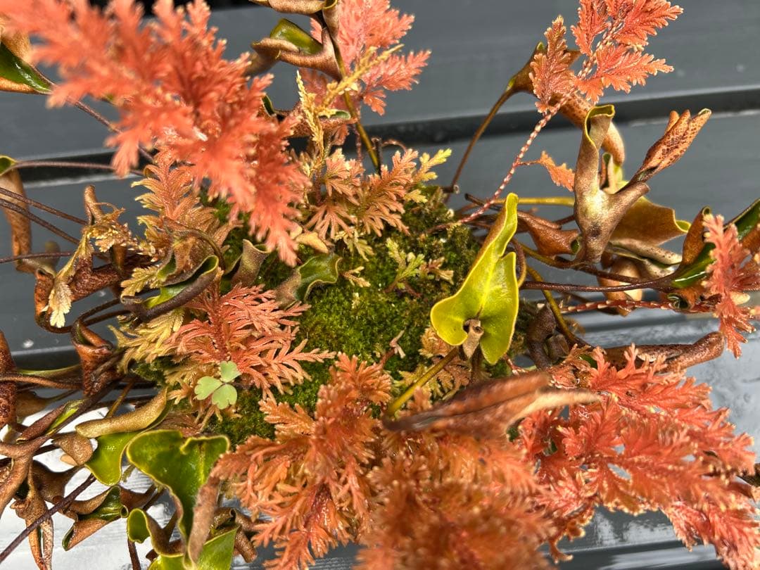 ヒトツバと黄金シダの根洗　苔玉 シダ　山野草