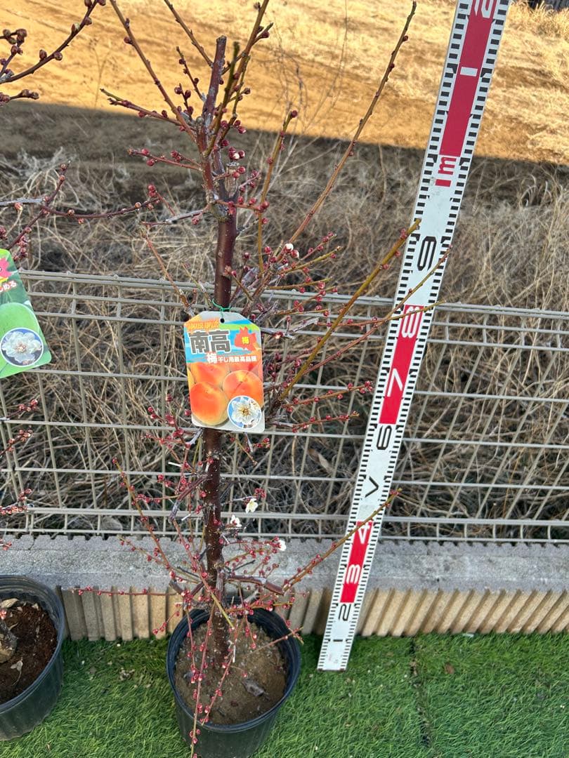 南高梅2本セット　ドット