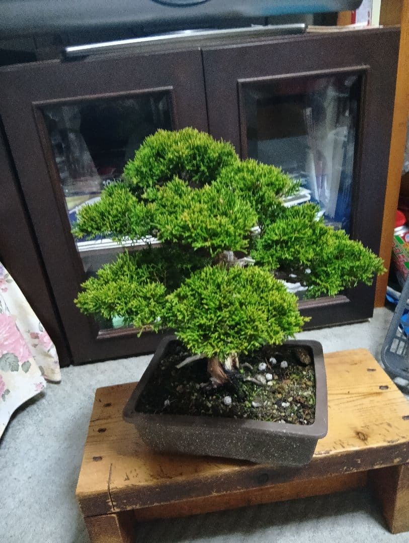 糸魚川シンパク（持ち込み古い）盆栽