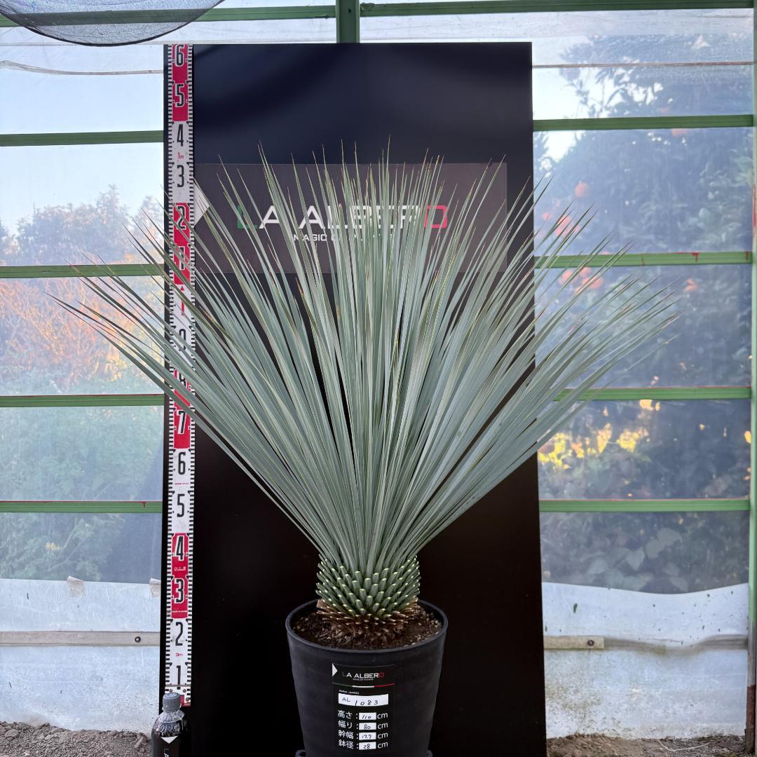 【AL1083】ユッカ　LA ALBERO　ランチョブルー　数量限定販売