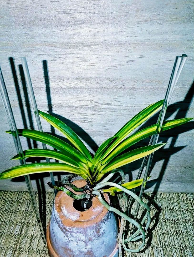 富貴蘭　熊鷹(ボリューム満点の櫛目最上柄個体)