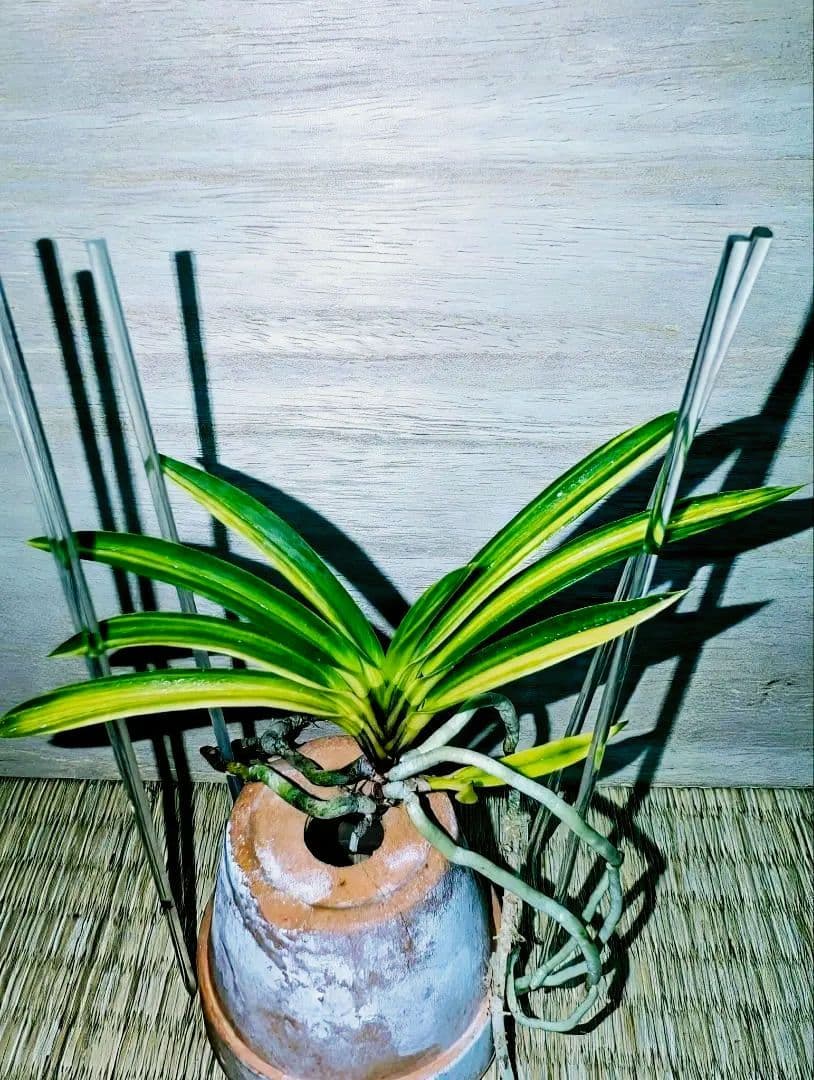 富貴蘭　熊鷹(ボリューム満点の櫛目最上柄個体)