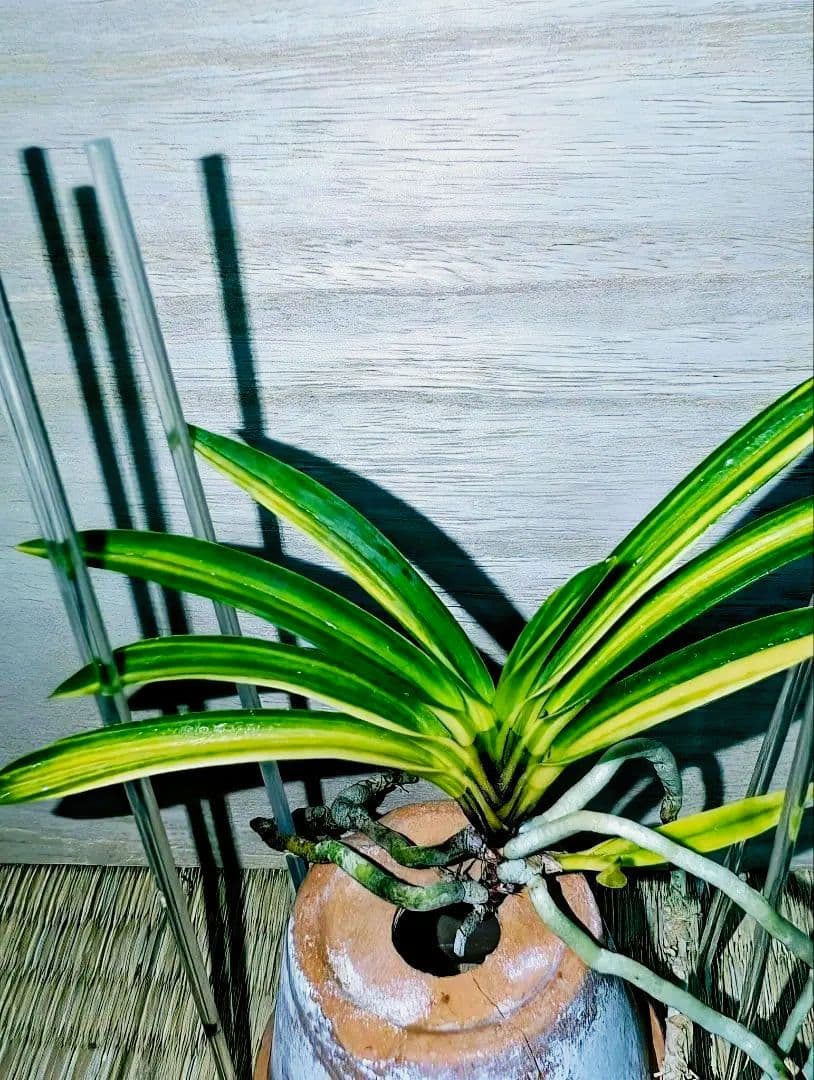 富貴蘭　熊鷹(ボリューム満点の櫛目最上柄個体)