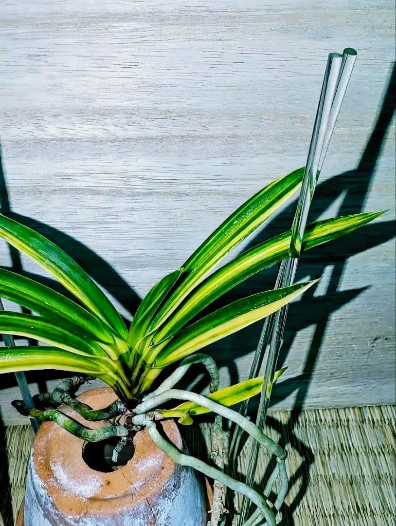 富貴蘭　熊鷹(ボリューム満点の櫛目最上柄個体)