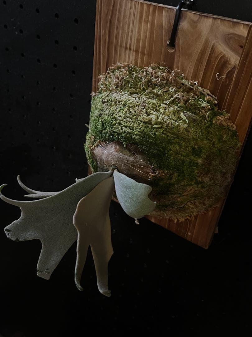 ビカクシダ P.willinckii Bogie OC