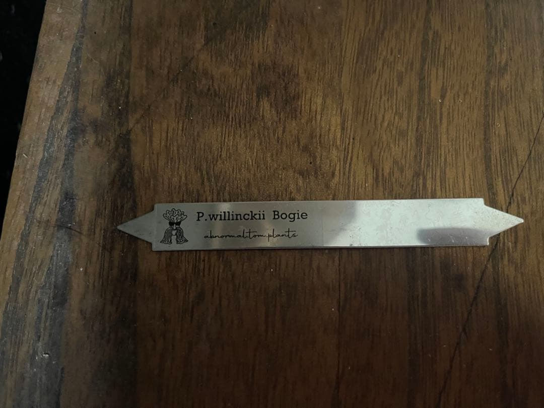 ビカクシダ P.willinckii Bogie OC