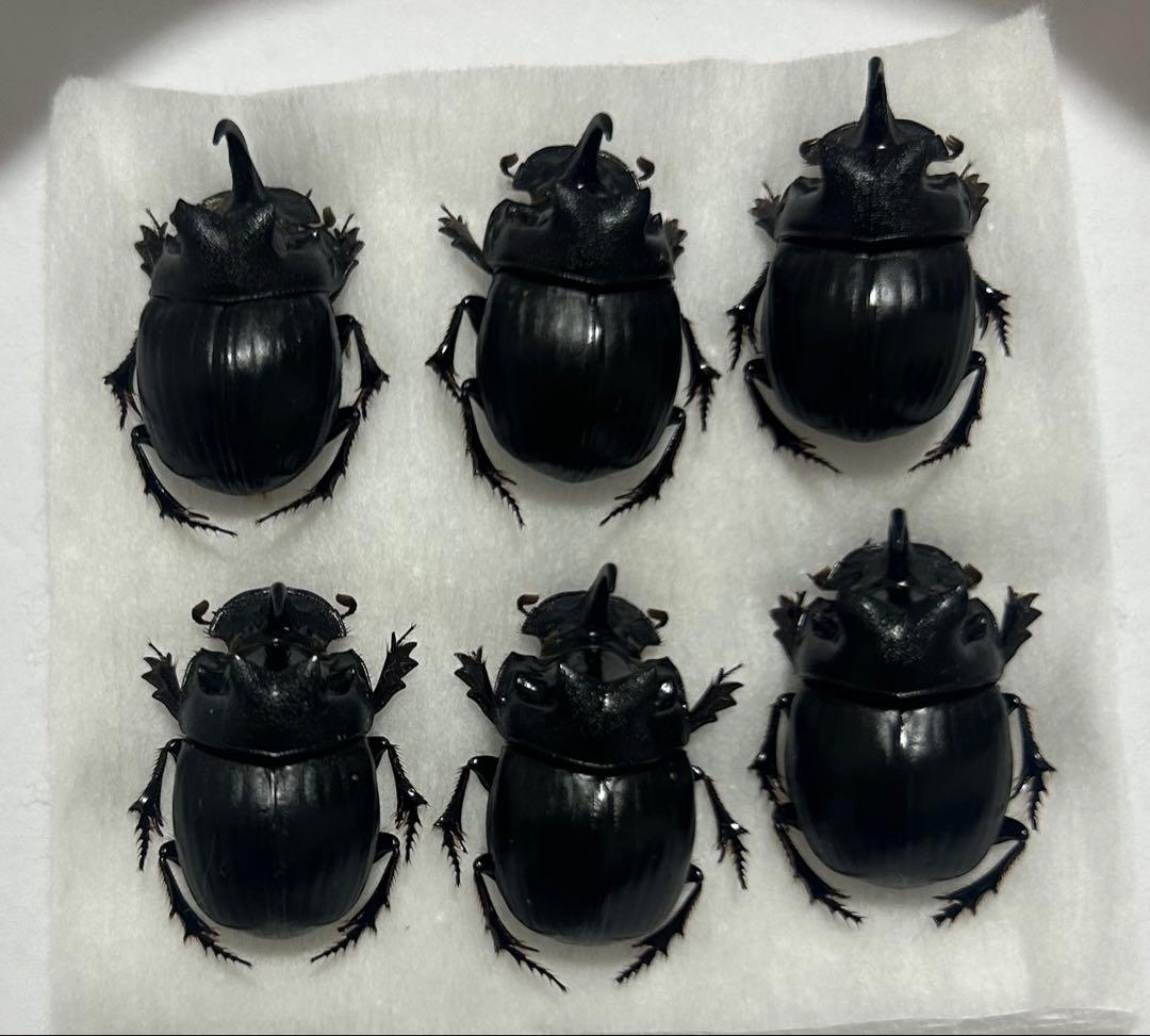 専用　標本　ダイコクコガネ　6頭