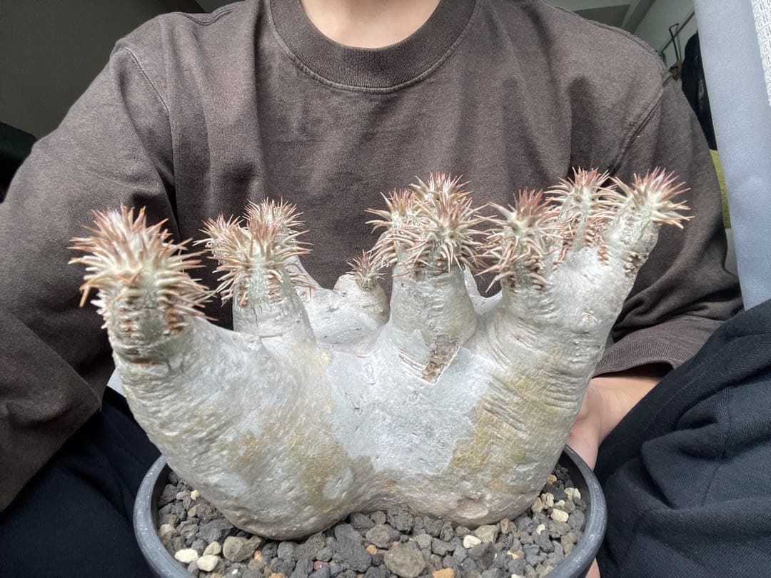 パキポディウム　デンシフローラム特大株