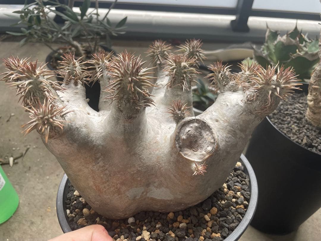 パキポディウム　デンシフローラム特大株