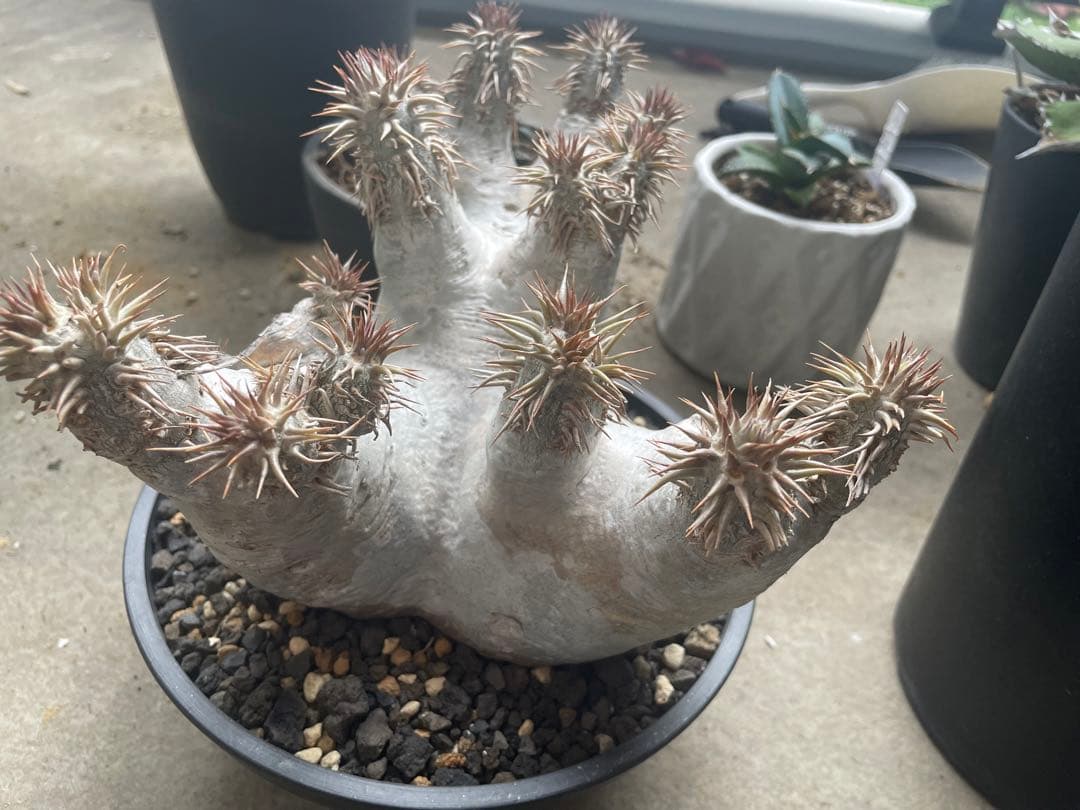 パキポディウム　デンシフローラム特大株