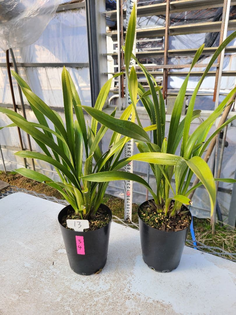 ミスマフェット。花芽3個と4個。2鉢セット。蜜蜂誘引蘭。日本蜜蜂