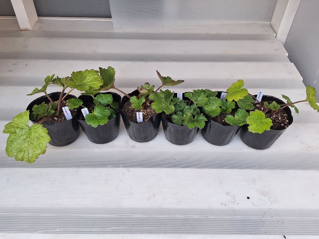 ⑧　ラナンキュラス　ラックス　ランドセルシリーズ