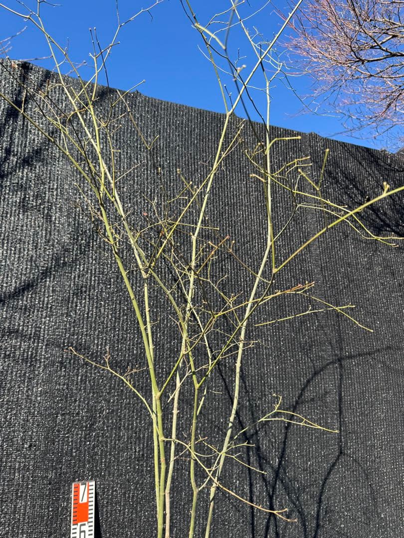 山採り　ヤマモミジ　株立ち　美幹　自然樹形　【品番3530】