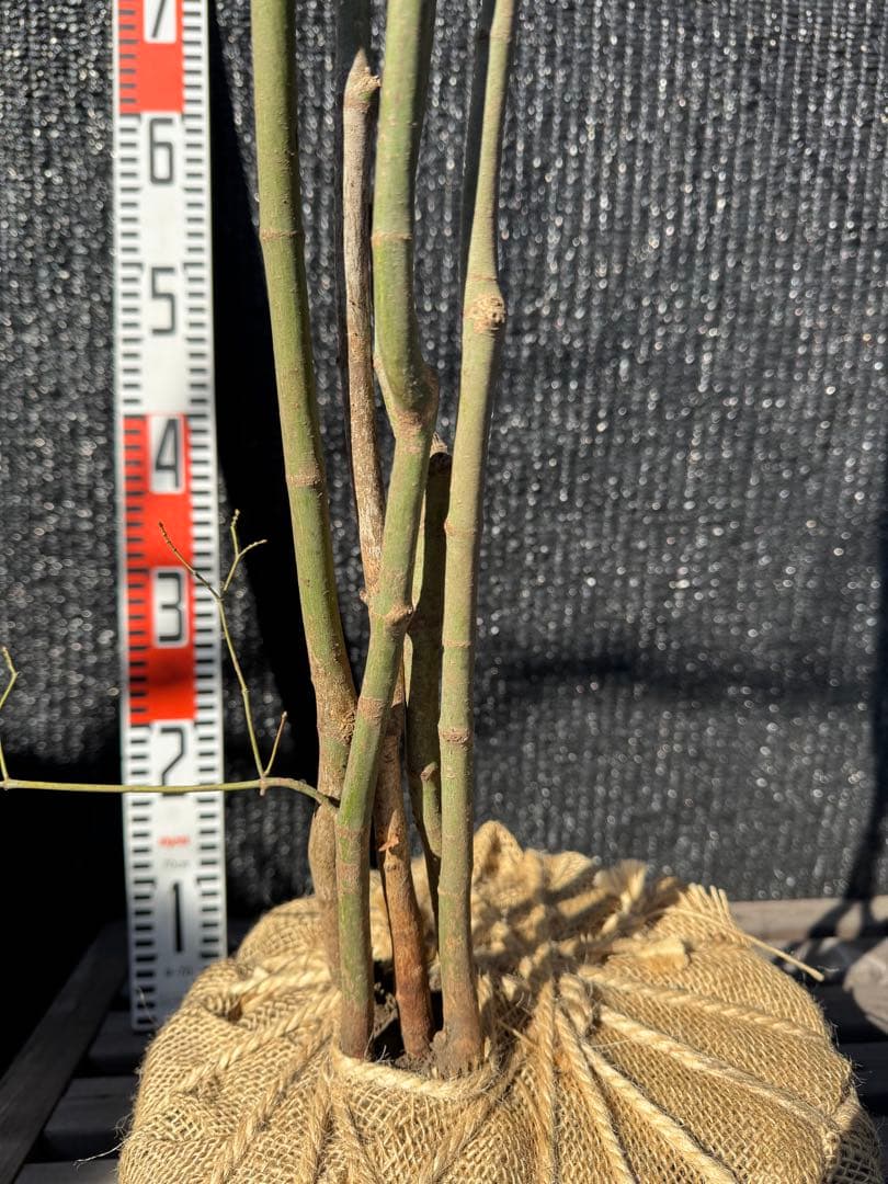 山採り　ヤマモミジ　株立ち　美幹　自然樹形　【品番3530】