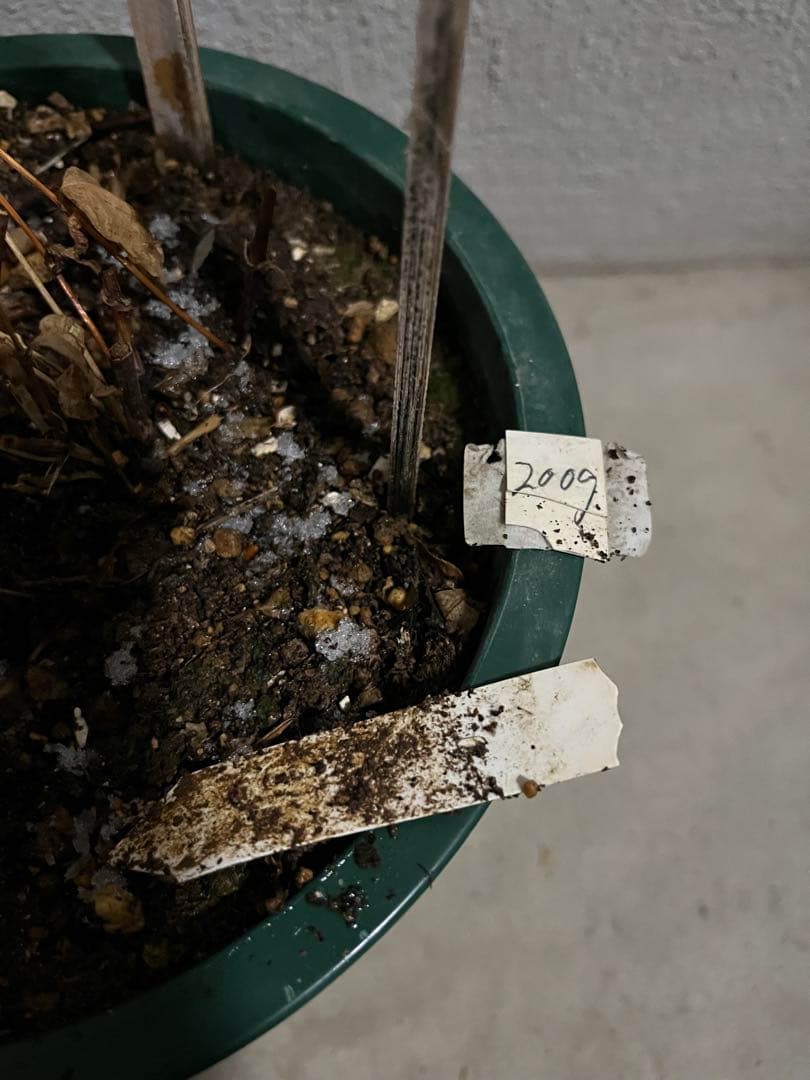 クレマチス　竹行燈仕立て　薄桜　ヴィオルナ系　壺型 正規品　6号鉢