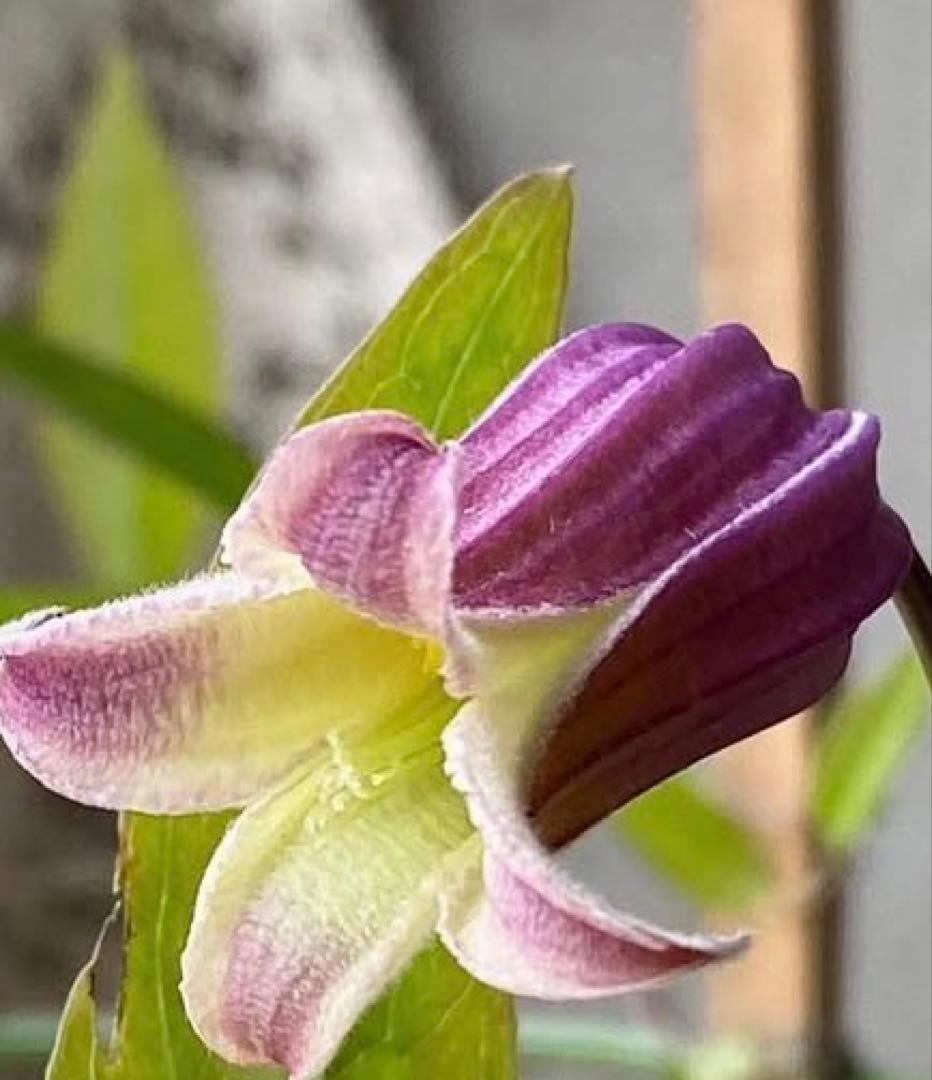 クレマチス　竹行燈仕立て　薄桜　ヴィオルナ系　壺型 正規品　6号鉢