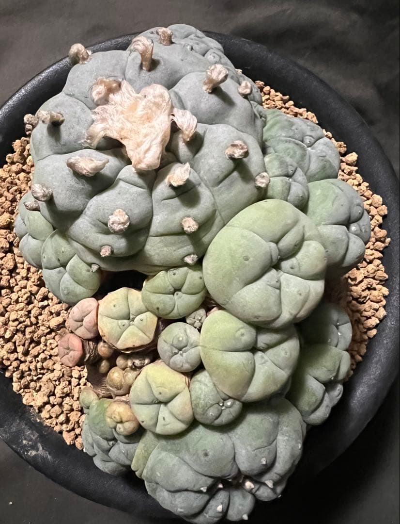 サボテン ロホホラ 烏羽玉 子吹き烏羽玉 塊根