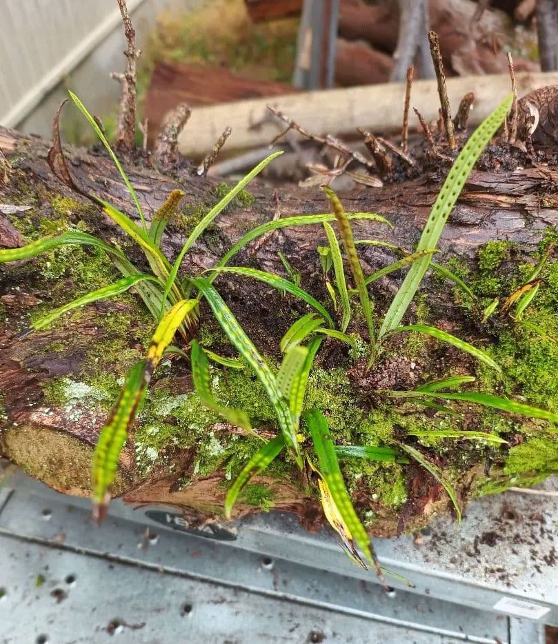 天然着生シダ 木の幹付き 　直径約24cm　長さ60cm