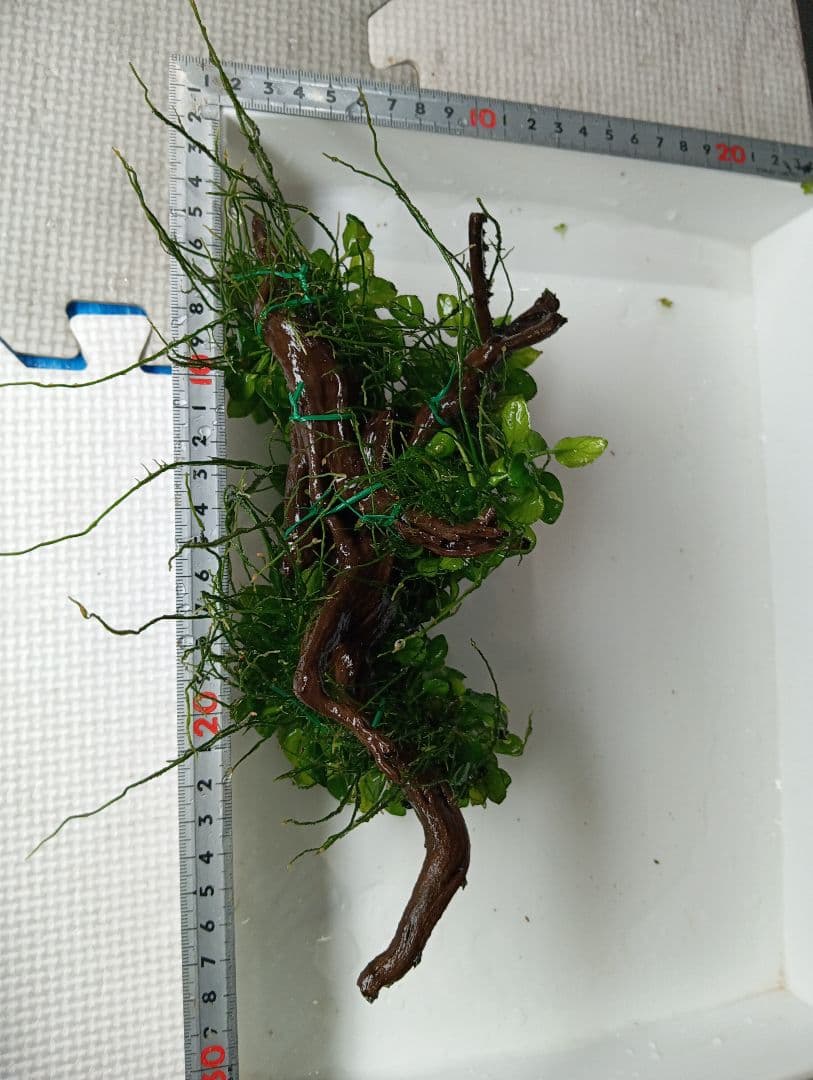 KEISUKEさま専用　サラワクカピット　ナナミニ　２点セット