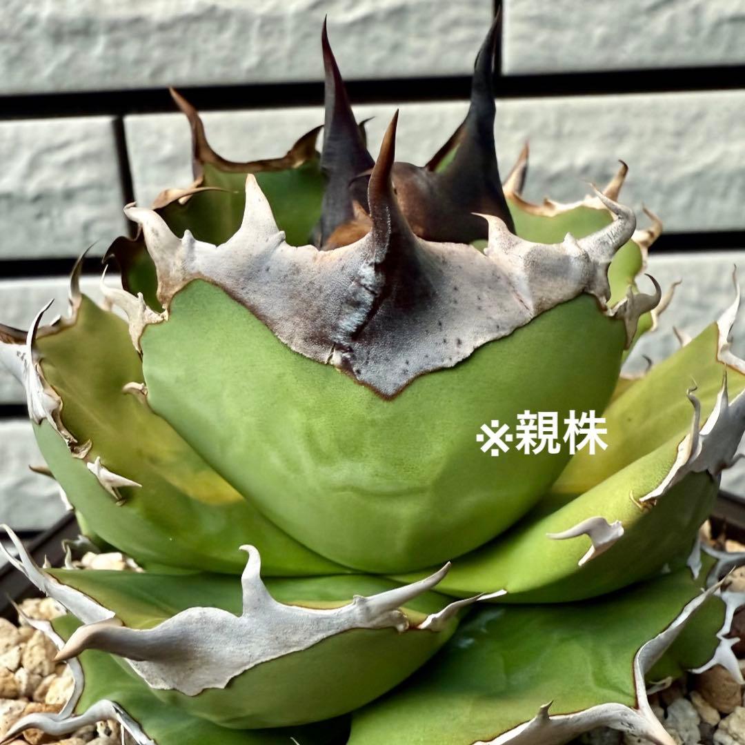 アガベ　チタノタ　dennis040 ② 【限定値下げ】