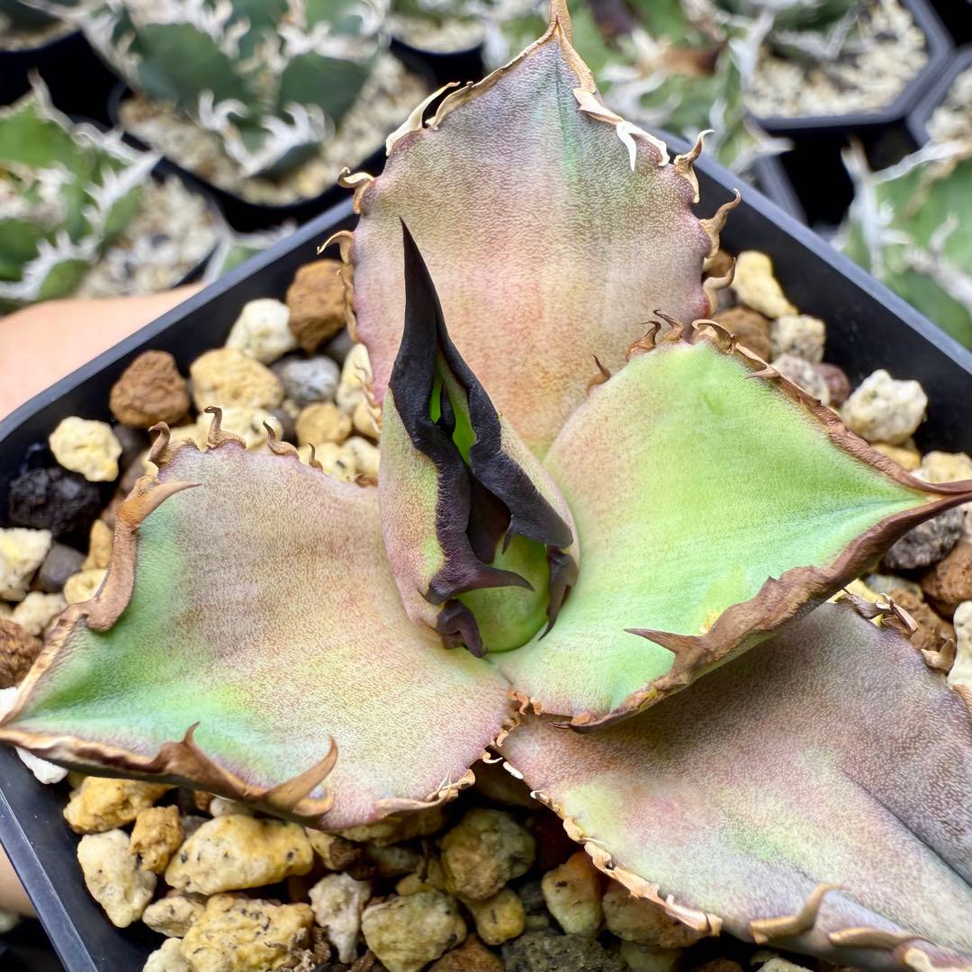 アガベ　チタノタ　dennis040 ② 【限定値下げ】