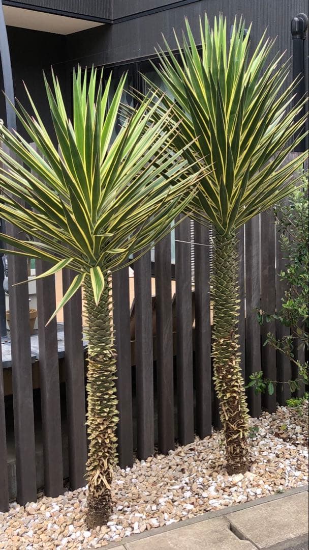 #【４株まとめ売り特価　発根済み】ユッカ アロイフォリア バリエガータ