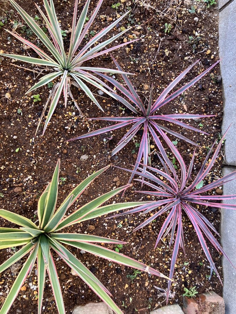 #【４株まとめ売り特価　発根済み】ユッカ アロイフォリア バリエガータ