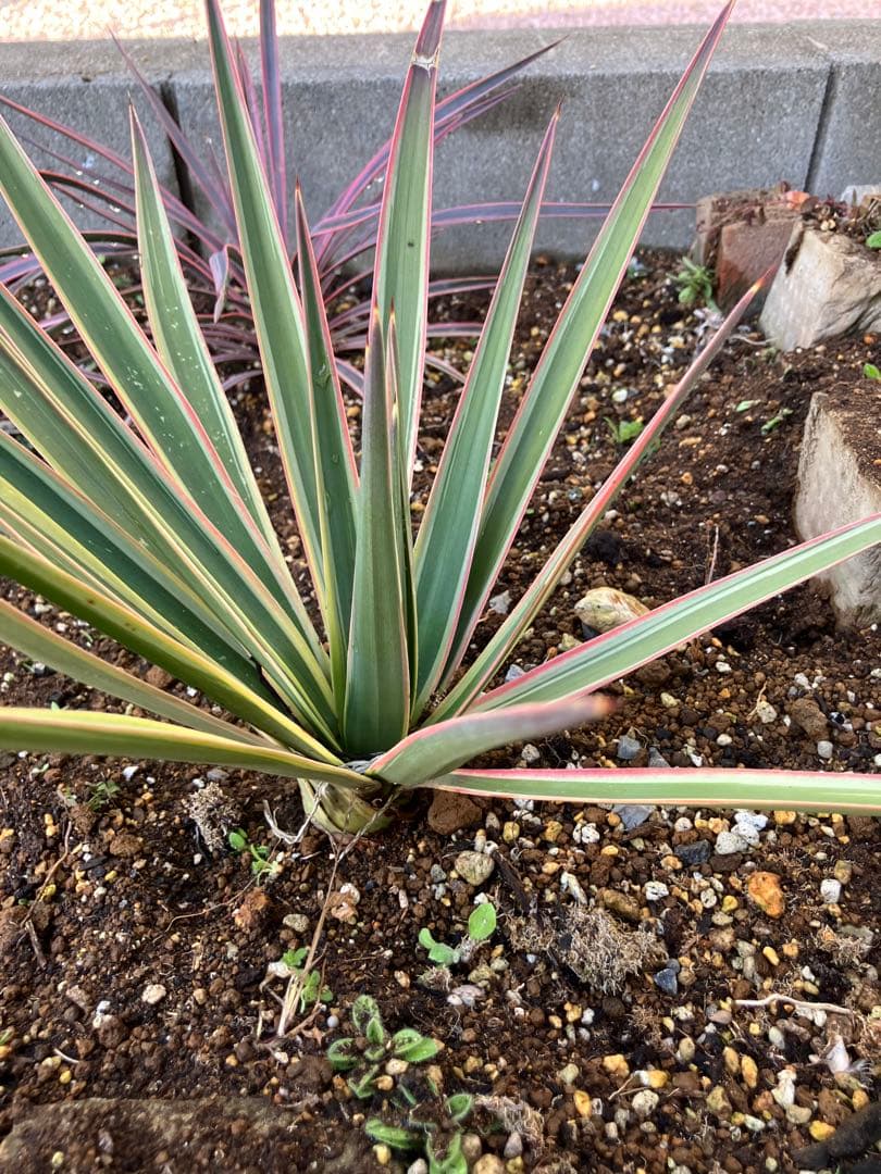 #【４株まとめ売り特価　発根済み】ユッカ アロイフォリア バリエガータ